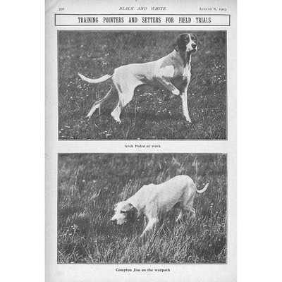 Hunde Training Zeiger & Setzer für Feldversuche 2x antike Drucke 1903