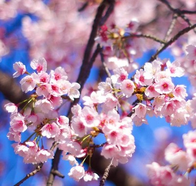 Prunus sargentii - Sargent's cherry | North Japanese hill cherry