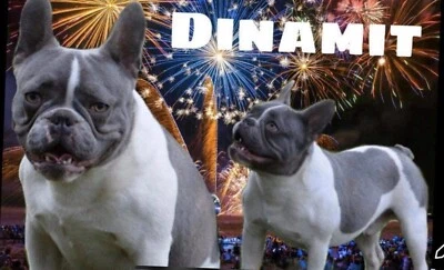 gumtree dogs north east