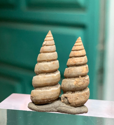 25 Carat Turritella Fossil any of several species of gastropods snails