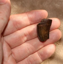 Tyrannosaurus Rex Tooth - Dinosaur Fossil Hell Creek Formation BEAUTIFUL ENAMEL