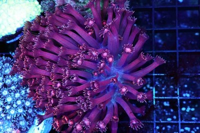 Purple Goniopora Coral Colony WYSIWYG - SAQ Coral Farm