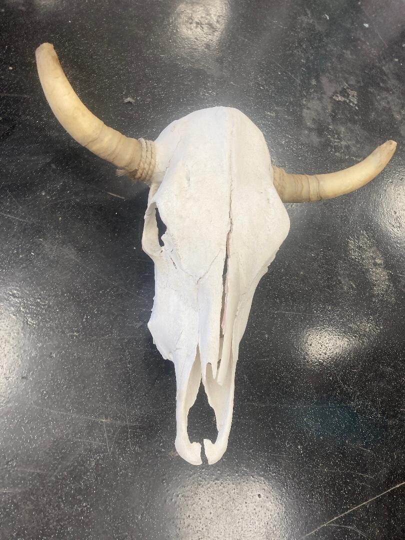 NEW STEER SKULL 22" WIDE HORNS, COW BULL SKULL Southwest Relic Art eBay