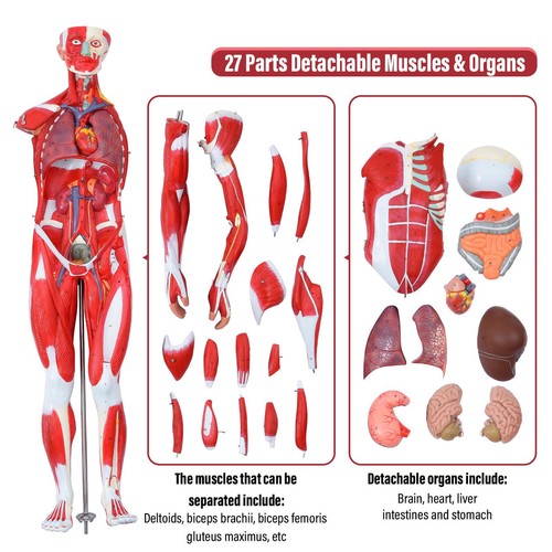 78cm/31" Human Body Muscles With Internal Organs Anatomical Medical Model - Picture 4 of 12