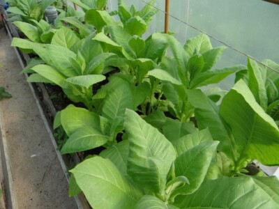 Tobacco seёds, 1500 seёds tobacco Dubek smoking tobacco heirloom organic  -805