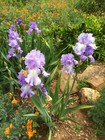 Tall bearded Iris rhizome "MARY FRANCES"  Larry Gaulter  1973  AWARDS! — photo 6