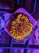 WYSIWYG CC Cloudberry Chalice Live Coral Rainbow Multi LPS SPS Acro Zoa JF WWC