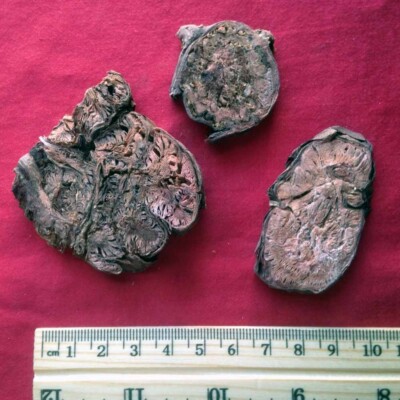 XYP Hongjingtian Hong Jing Tian 红景天 100Gram