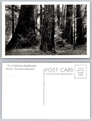 Vintage California Redwoods Marin County J. C. Bardell Postcard 1910s