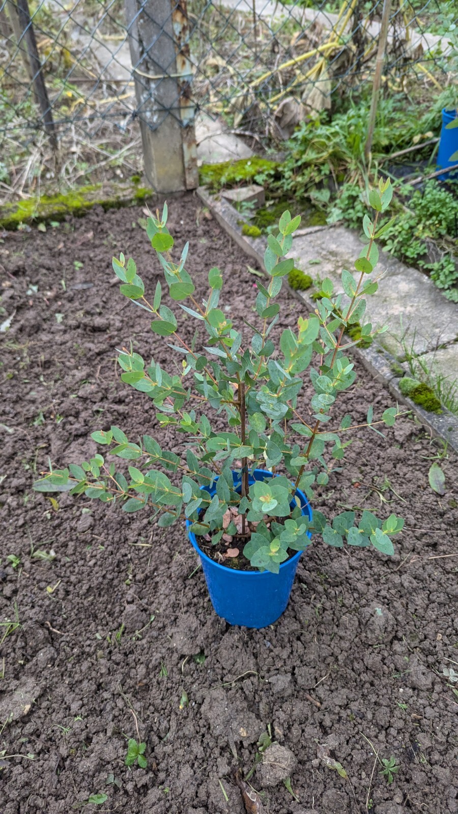 Bonsái Eucalyptus coccifera hasta -15°C