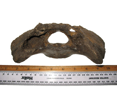 Pleistozän Steppenbison Eiszeit Säugetier Fossil Wirbel Ausgestorbene Art #15