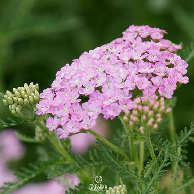 Wilde Schafgarbe rosa-weiße Farben 100 frische Samen (Achillea Millefolium)