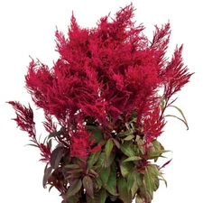 Park Seed Celosia Flower Plant Seeds Easy to Grow Perfect for Spring Garden D...