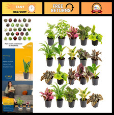 20-Pack Mini Live Indoor Houseplants - Assorted Foliage, Tiny Plants for DIY Ter