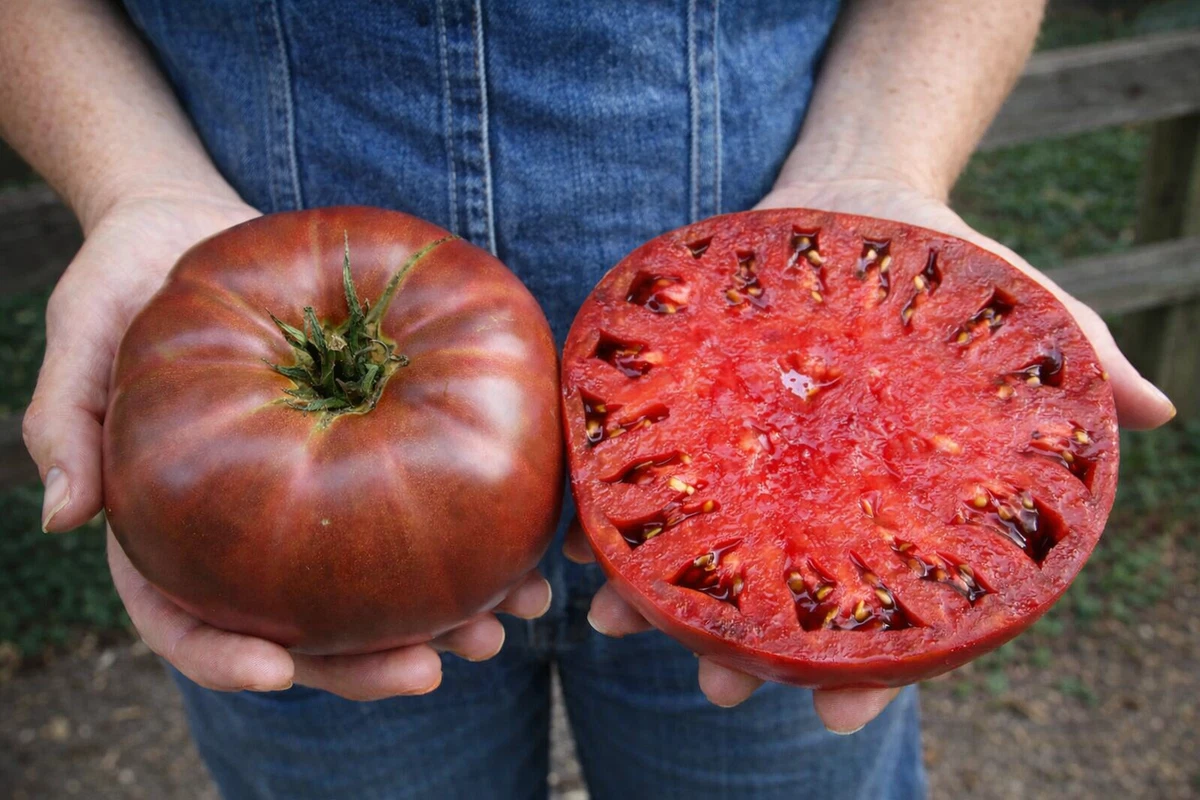 25+ Tomato Vegetable Seeds for sale | Updated Oct 2026