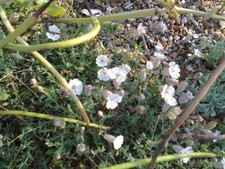 Five  Sea Campion plants at least 6 inches long in a 1 Litre pot  flowering soon