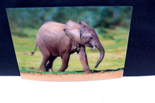 ANSICHTSKARTE 3 D JUNGER ELEFANT  ANIMAL ELEP...