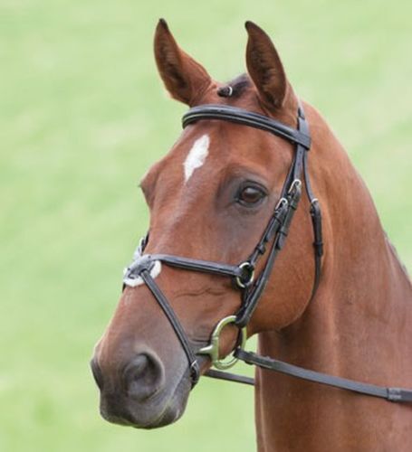 SHIRES LEATHER SALISBURY BRACKLEY BRIDLE GRACKLE MEXICAN (290) SHIRES LEATHER SALISBURY BRACKLEY BRIDLE GRACKLE MEXICAN (290)