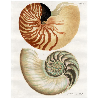 Original 1757-64 Framed KNORR Hand-Colored Chonchology Engraving Pl. 1 NAUTILUS