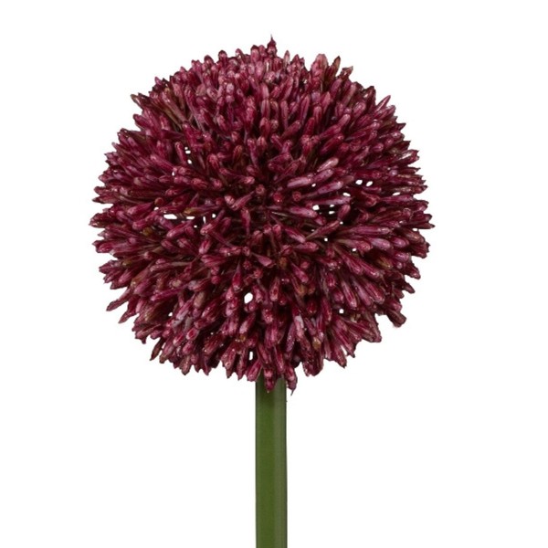 KüNstliche Allium KugelblüTe Rot H. 64Cm BlüTe D. 11Cm Gasper Kunstblumen-image