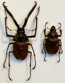 Chiasognathus grantii (Lucanidae Chile) pair male 72 mm