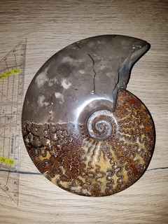 Fossilien Ammonit Museumsqualität