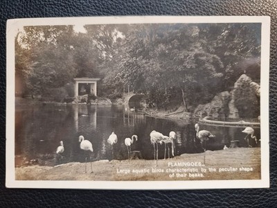 Hothfield Ashford Kent Echtfoto Postkarte 1924 Flamingo Vögel See Lokaler Zoo?