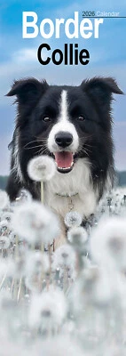 AVONSIDE PUBLISHING LTD Border Collie Slim 2026 Calendar | Slimline Dog Breed Gift 20% OFF MULTI ORDERS