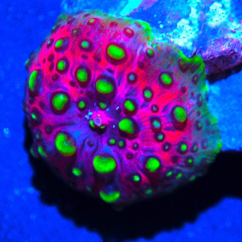 Corals of Eden WYSIWYG Live Coral God of Beast Mode Mushroom Coral LPS SPS