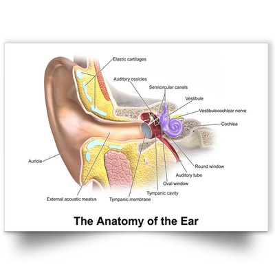 Menschliche Anatomie des Ohres Medizinisches Lernen Pädagogisches Poster A5-A1 Poster