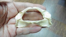 SJ-00-99 Rare 3" Bamboo SHARK jaw t**th jaws Chiloscyllium ichthology specimen