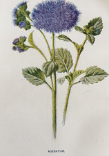 Antique Print Ageratum c1900s – F.E. Hulme Botanical Wildflower Garden Flowers