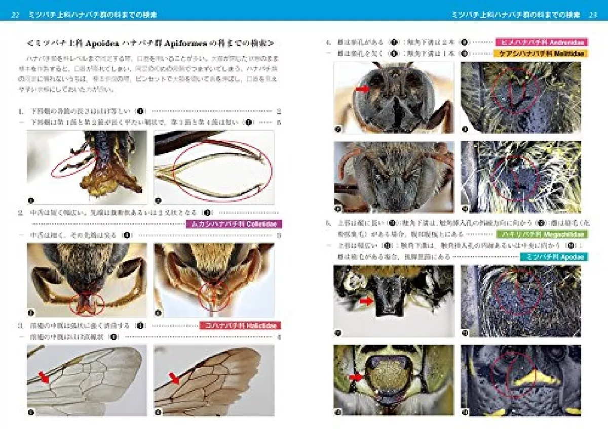 Japanese Bees Illustrated Encyclopedia Picture Book 480p 2014 Japan New
