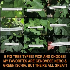 FIG TREE CUTTING/CLIPPINGS! END OF SEASON SALE! 9 KINDS: Gen Nero, Longue D'Aout