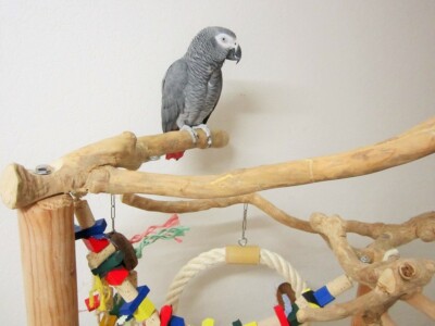 Happy Pet Playtime Papageienspielzeug Aus Holz – Ca. 39 Cm, Mit Ungiftigen Farben – Für Große Vögel Wie Papageien & Aras