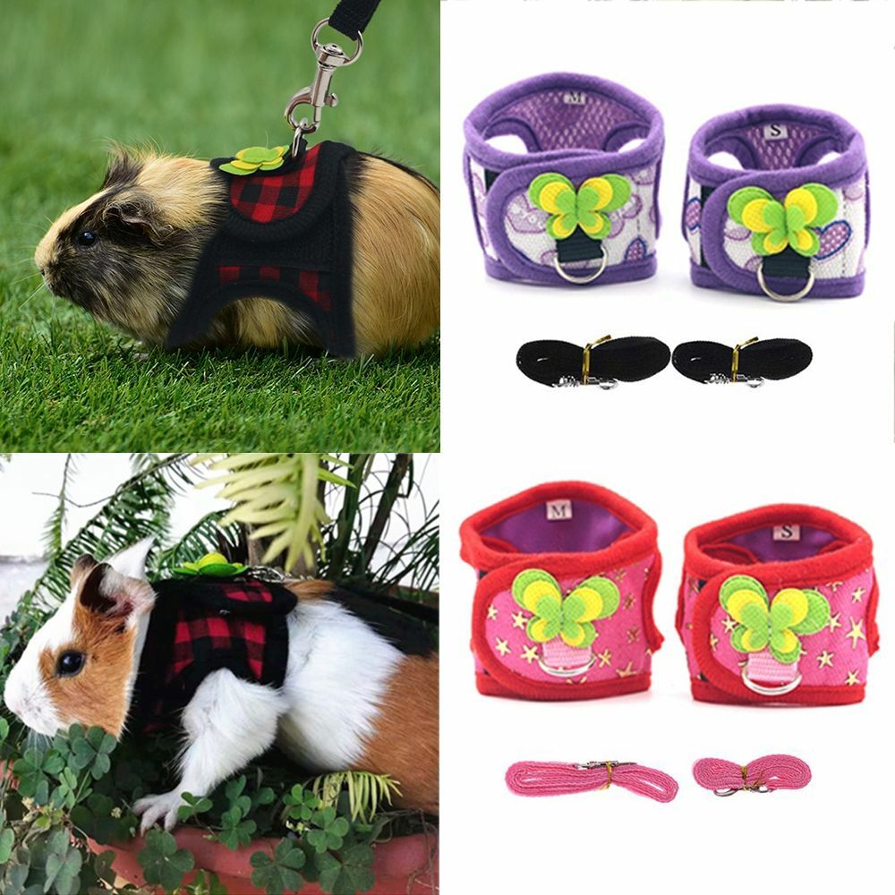 leash for chinchilla