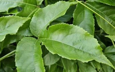 Fresh Passion Fruit Leaves - Organic: Perfect for Tea, Smoothies, Cooking