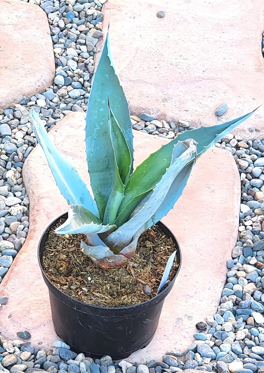 アガベ Blue cactus LANDSCAPE QUALITY Small Blue Agave Americana Century Plant