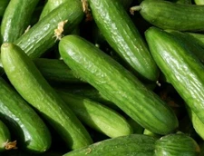 MUNCHER CUCUMBER SEEDS 30+ Vegetables GARDEN culinary PICKLING FREE SHIPPING