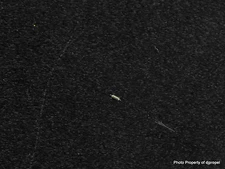 Vintage Universal Geneve Cal. 501 Pallet Arbor Part # 714