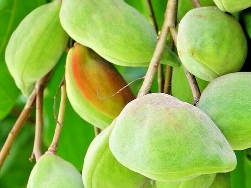 NATIVE KAKADU PLUM SEED-BUSH TUCKER-TERMINALIA-SUPERFOOD TREE SHRUB - Picture 3 of 5