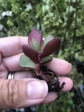 Crassula Ovata  Jade Rooted Small Baby Plant