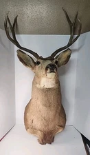Mule Deer Head Mount Taxidermy  Cabin Decor Hunt Horn Colorado 