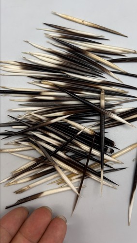 20pc African Porcupine Quills 1~4 Inches - Picture 8 of 11