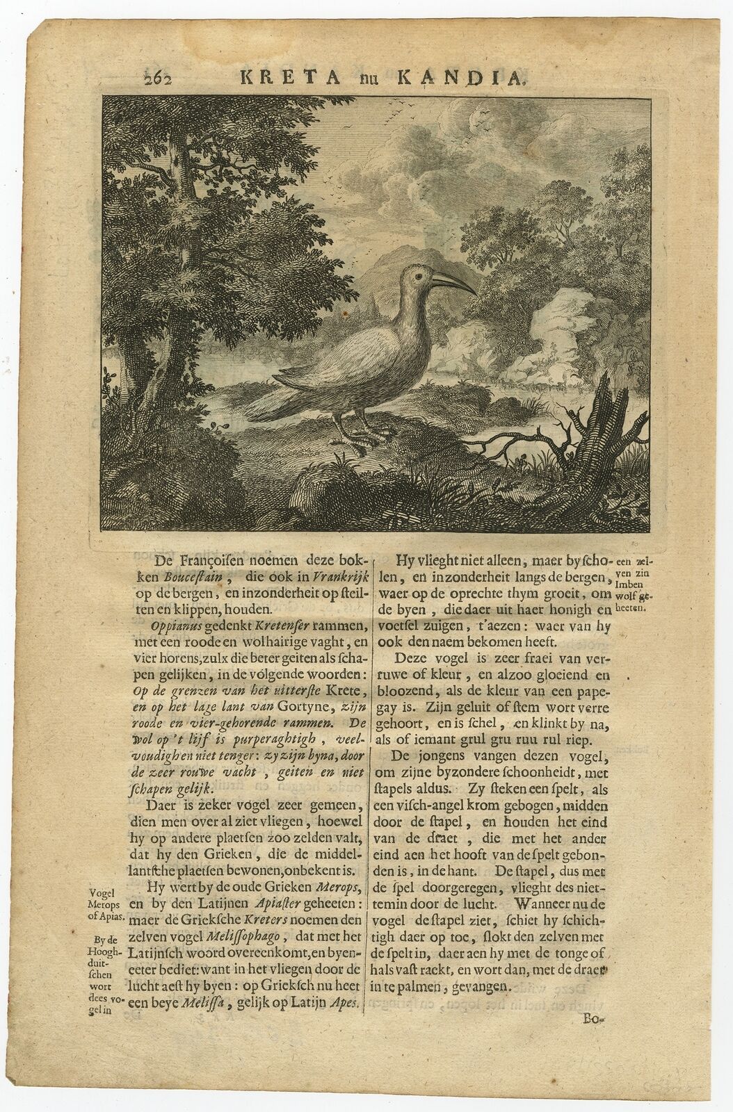 Antique Print of a Bee Eater by Dapper (1688) Bogate w wartość