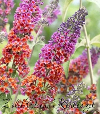 'Flower Power' Butterfly Bush Plant/Buddleja in a pot