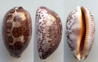 Conchiglia Shell : cypraea rosea ultraviola