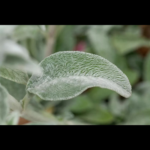 Stachys byzantina - Byzantinischer Woll-Ziest - 9cm Topf