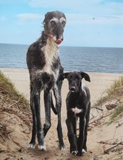 Afghane, Barsoi, Windspiel, Wolfshund, Galgo, Saluki, Whippet, Derhound usw.