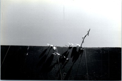 1980s Vine Plant Leaves Climbing Wire Against Plain Wall B&W Vintage Photo